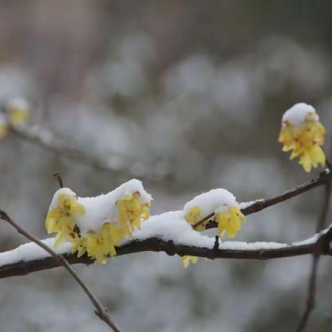 2019春节过年、踏雪寻梅