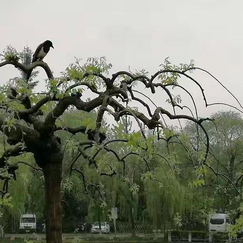 雨中赏花同学情