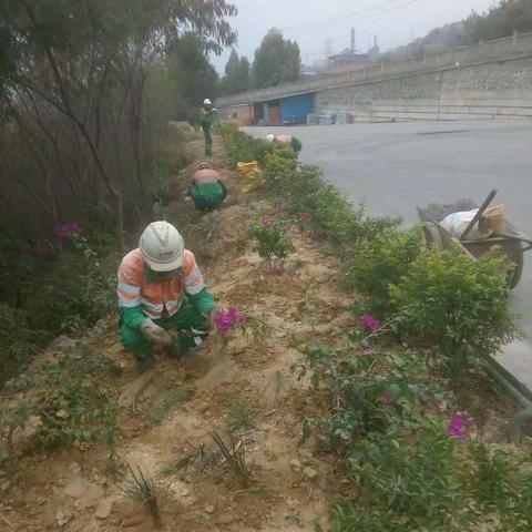 攀枝花公司员工利用业余时间积极开展美化工厂工作