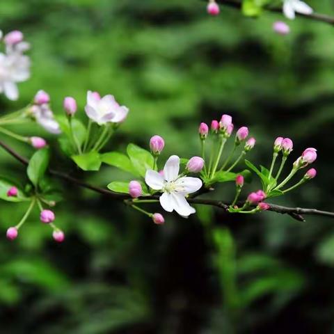 🌸那些花儿🌸：海棠花