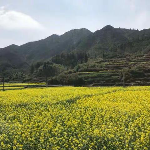 2018行走乡村～～烟雨婺源（二）