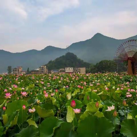 芳林荷花欣赏