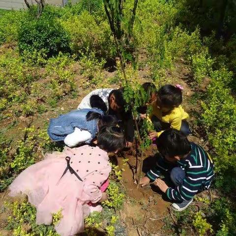 博山镇中心幼儿园中班宝贝们细心呵护着他们的小树苗.