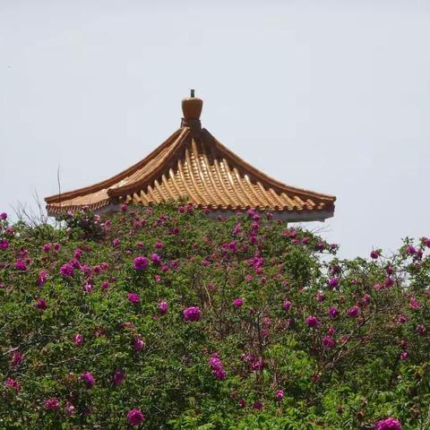 妙峰山。2017.6.4.