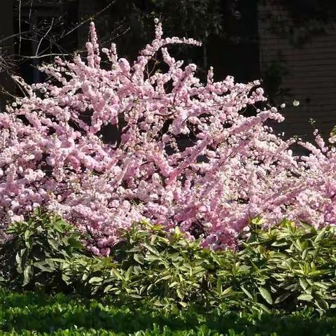 我们大院的春花。2019.4.