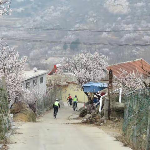 杏花飘香大山空——大山空村骑行记