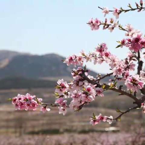 桃花依旧笑春风