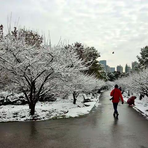 十年一遇江南雪