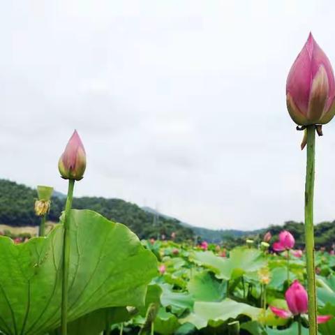 我在象山拍的荷花