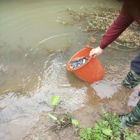 水茜镇乡贤放养鱼苗，守护“一河清水”