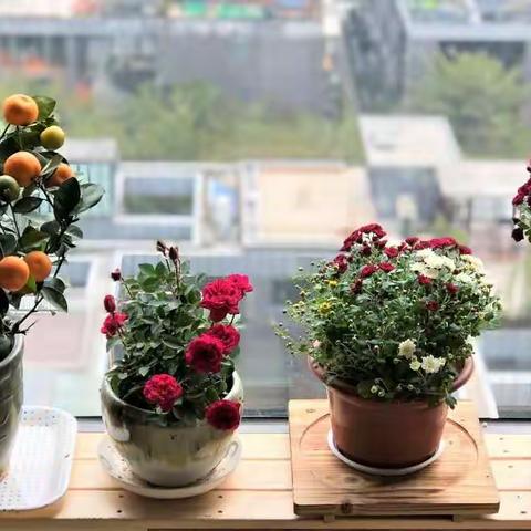新年花样