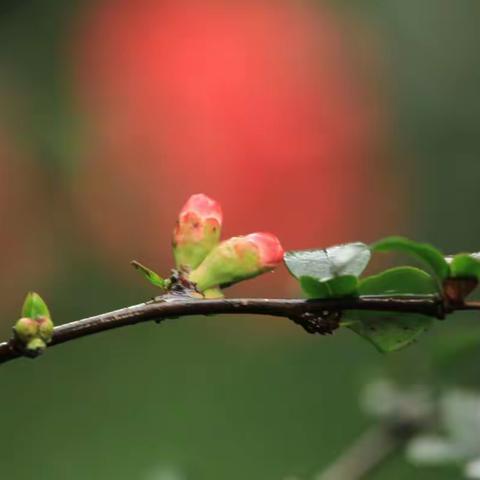 繁花似锦