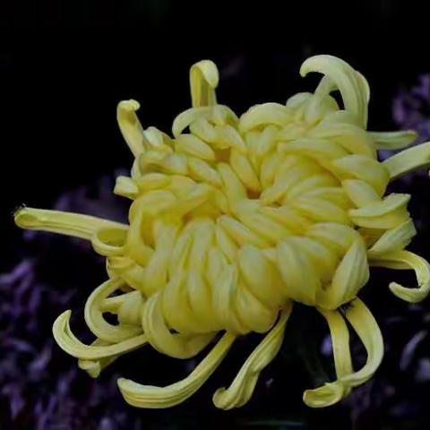 又见菊花