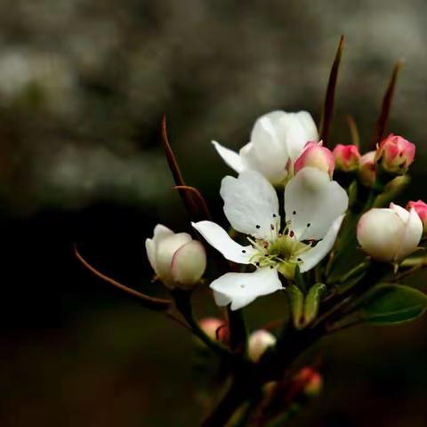 【铁子】抚顺梨花谷一日游