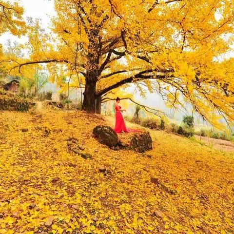 湘江的源头，海洋乡已一片金黄