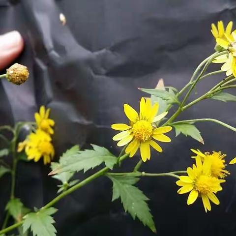 (写于对植物混沌初开的2014年)菊花脑 一碗酝酿了一年半的汤