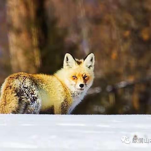 ★雪域喀纳斯+禾木+天鹅泉+赛湖蓝冰+大峡谷+胡杨林+雪域风光摄影团（9天）