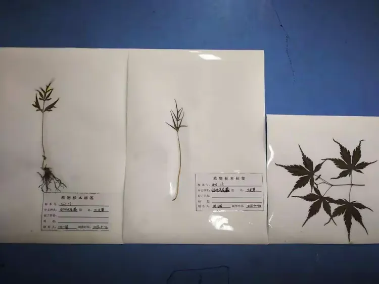 我们制作的校园植物标本