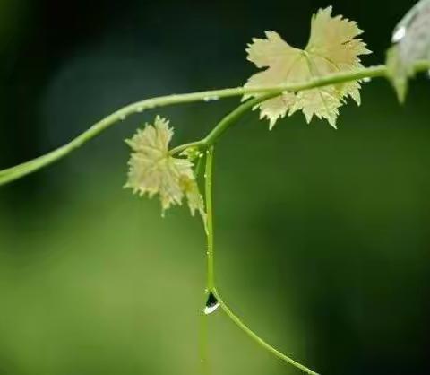 春日微雨