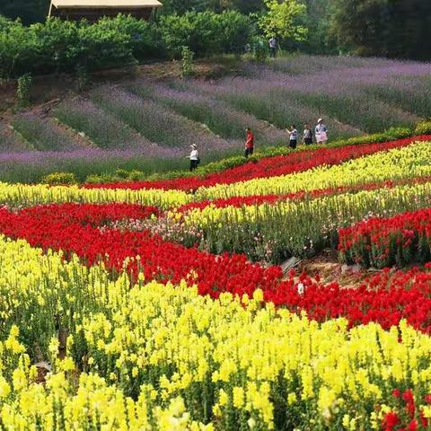 花田酒地