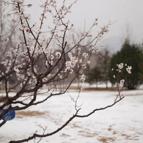 春雪中赏花