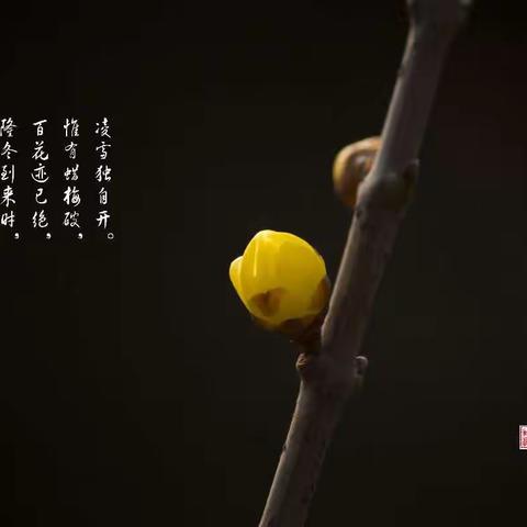 有花的冬天不寂寞