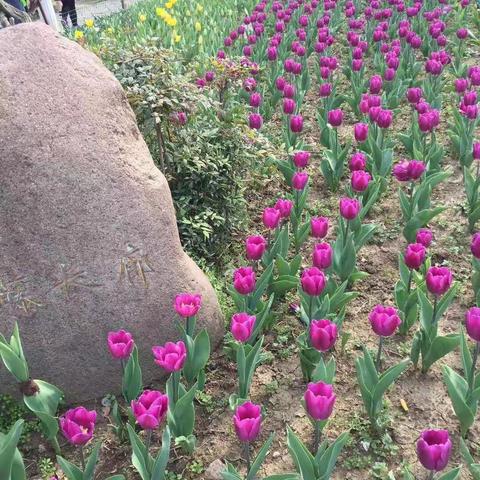 昆山振华实验小学 “春之味”主题活动  班 级：四(2)班    制 作: 陈梓祺