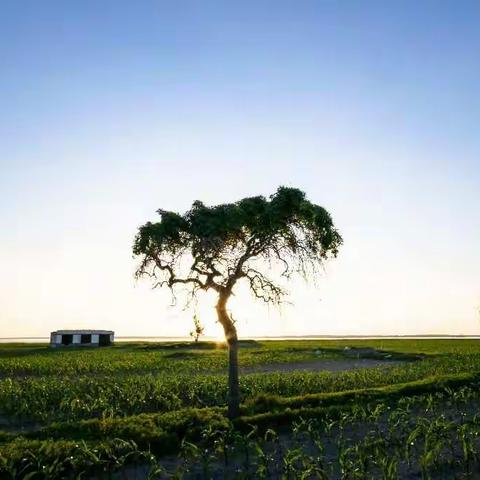 岸芳春色晓，水影夕阳微