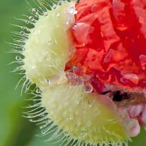 光影洪清（夏洪清）花卉摄影--------虞美人