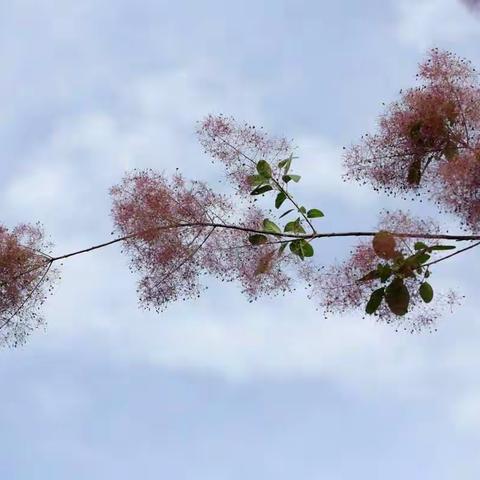 莫把花期都错过