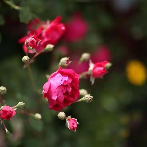 花开十里，只为你。
