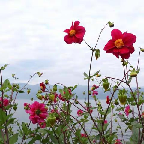 一路向南，泸沽湖畔花正艳。