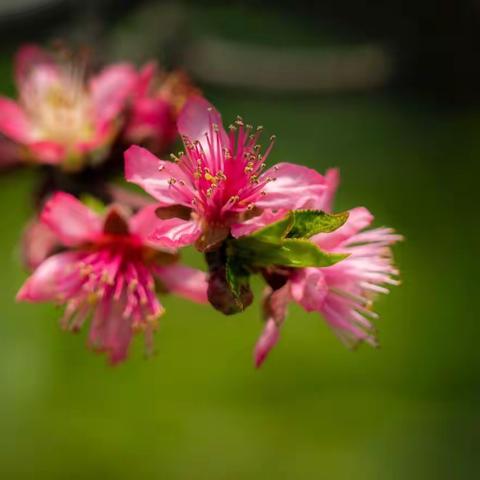 上海——桃树枝头春意闹，花蕾绽放笑轻风