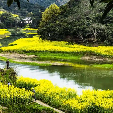 春风又黄江两岸，新安水畔秀美篇——安徽黄山百里画廊新安江摄影采风