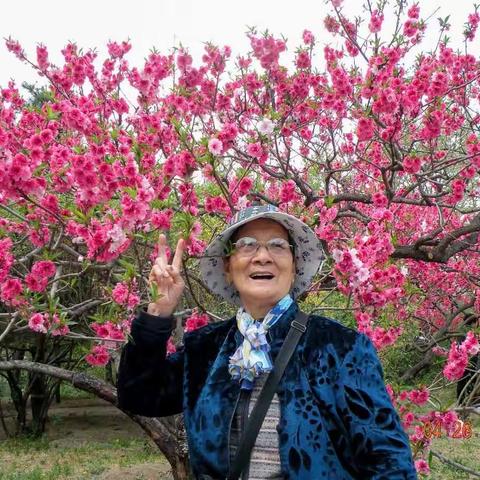 京城桃花红似火----妈妈在北京