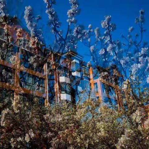 小区院里的花儿开了