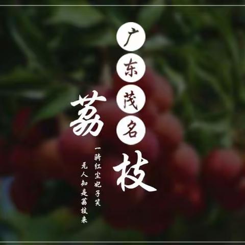 荔枝产地  一件代发