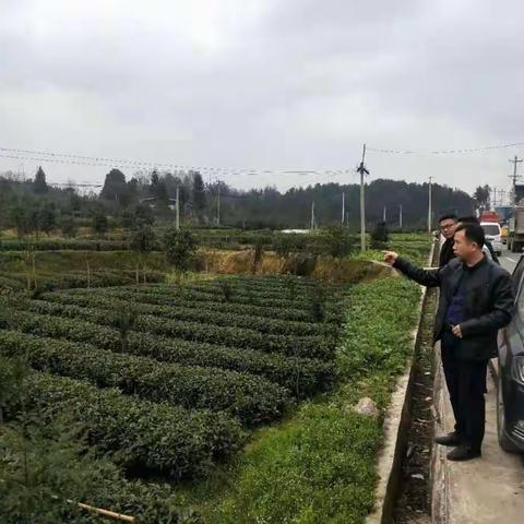 狠抓茶叶质量安全  综合执法在行动