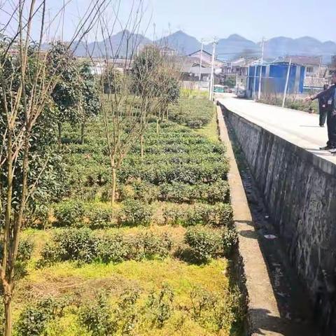 多部门联合行动 积极维护永安茶叶质量安全