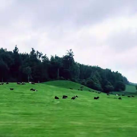 2018 澳新游 - 2（Akaroa，基督城，惠灵顿，Napier, Rotorua）