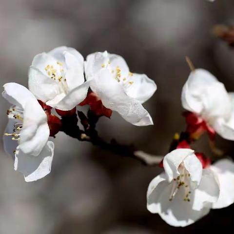 杏花闹春