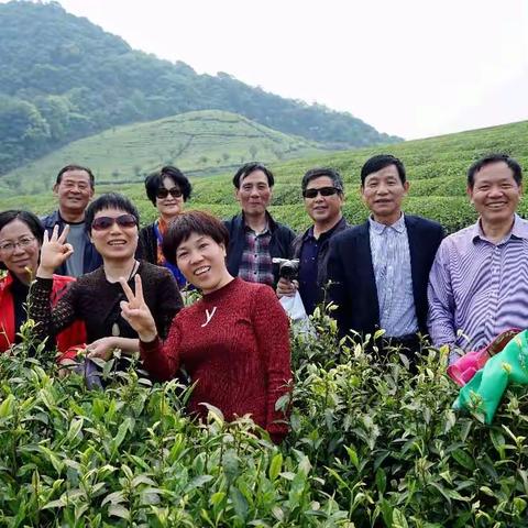 心中的那片茶园