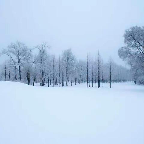 三月飞雪迎春飘