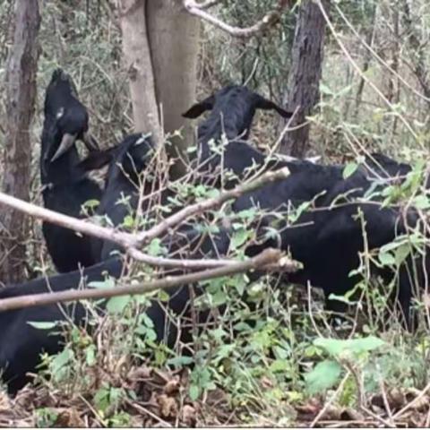 为什么尤溪本地山羊肉比北方羊肉好？