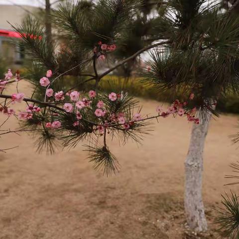 天门植物园的岁寒三友