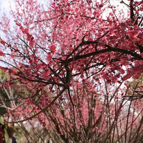 盛世西湖梅花开