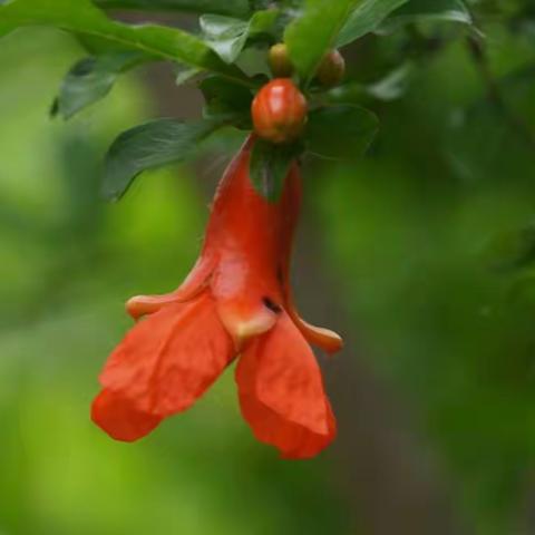 石榴花