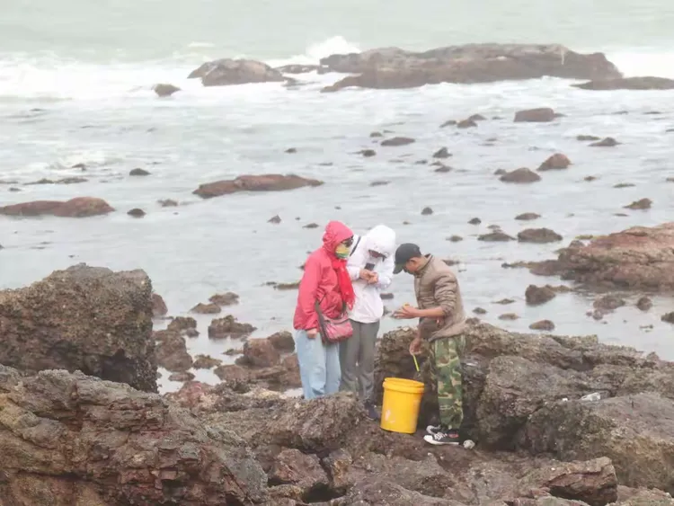 赶海捉鱼