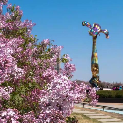 丁香花开满城香