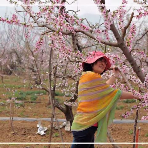 桃花百里不如你(2018北京平谷桃花节纪念)